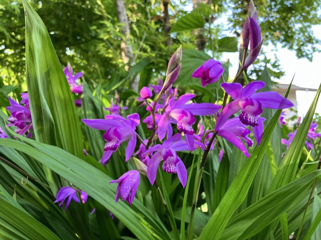 きれいな芝生の育て方、管理