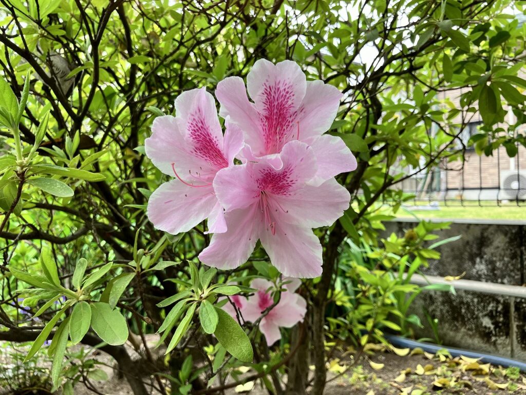 きれいな芝生の育て方、管理