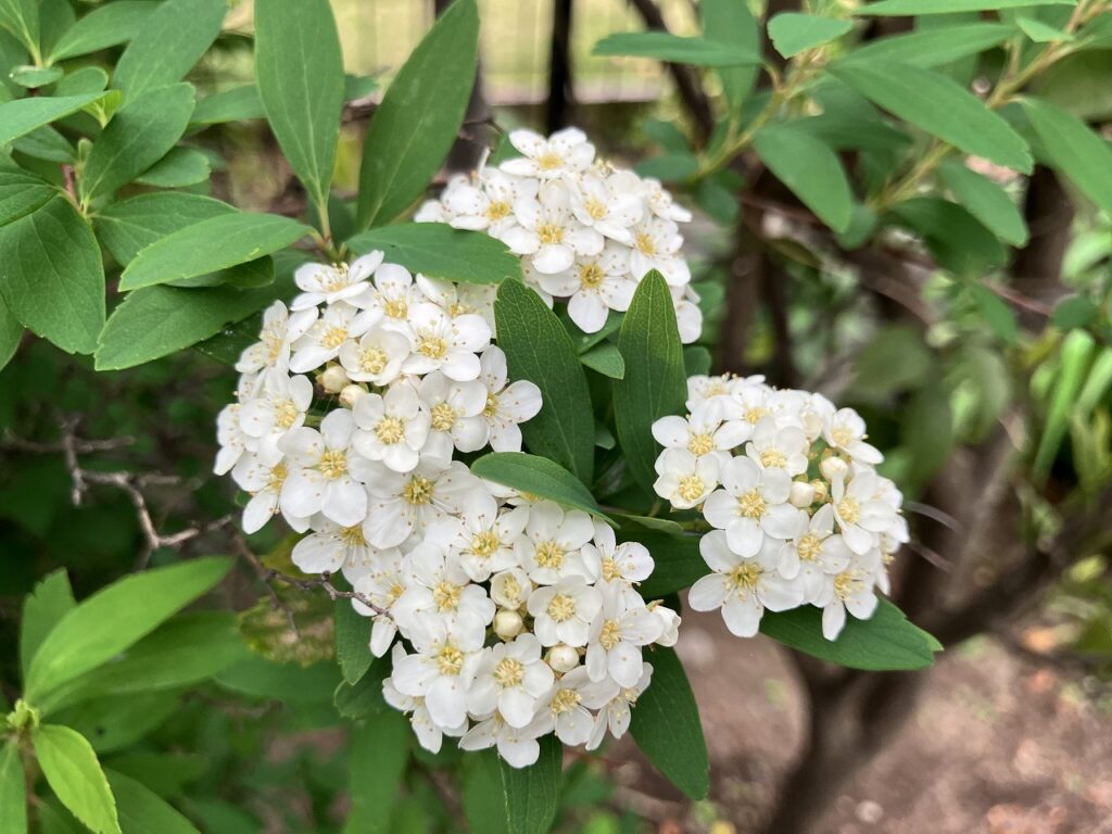 きれいな芝生の育て方、管理