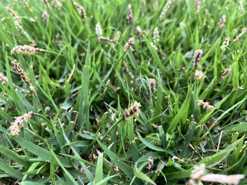 きれいな芝生の育て方、管理