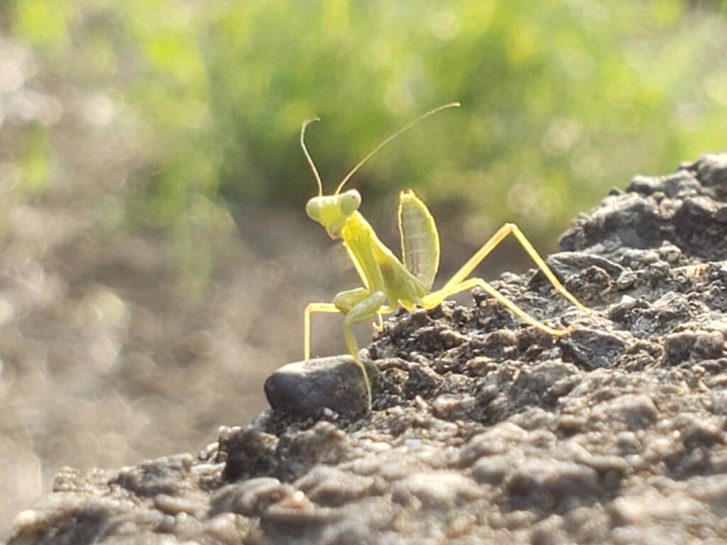 春のカマキリ