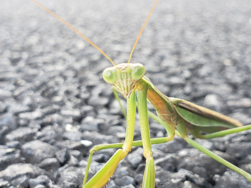 秋のカマキリ