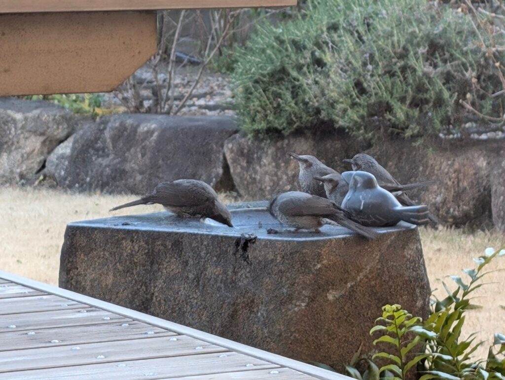 向く方向が一緒な鳥